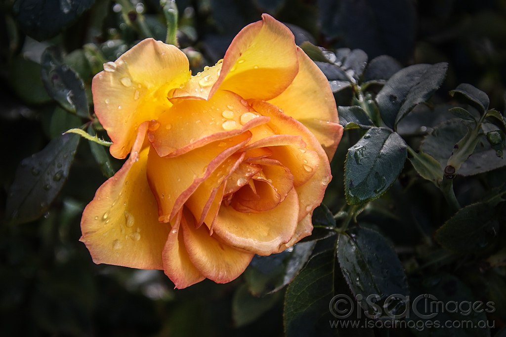 Click image for larger version

Name:	0421-Orange_Rose.jpg
Views:	50
Size:	388.9 KB
ID:	473502