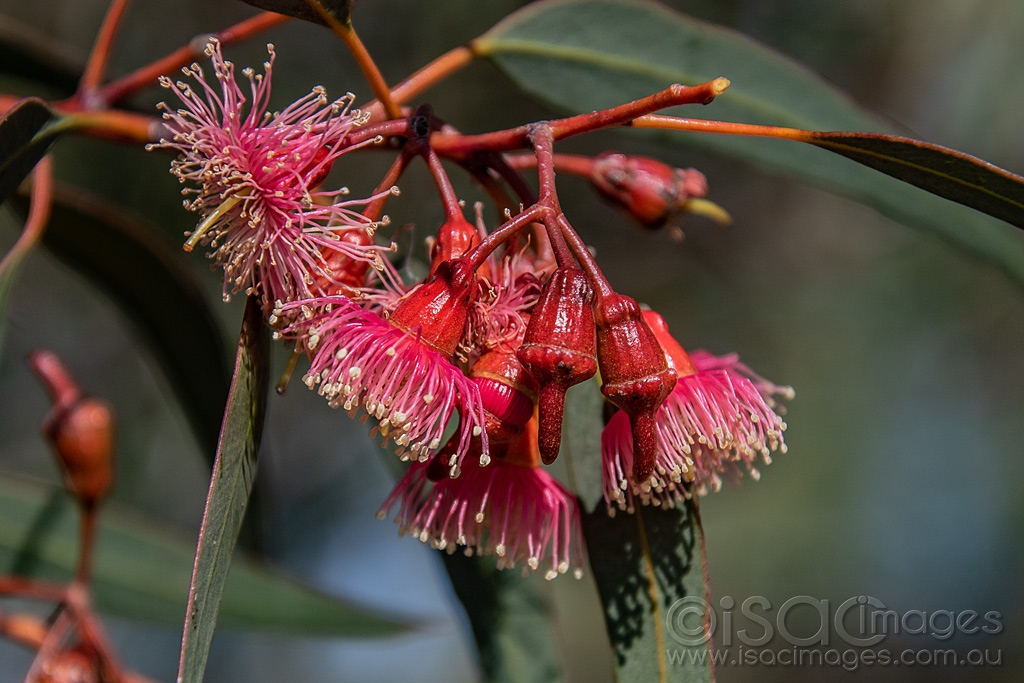 Click image for larger version

Name:	9913-Pink_Flowering_Gum.jpg
Views:	111
Size:	427.2 KB
ID:	473544