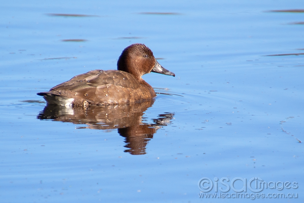 Click image for larger version

Name:	0180_Hardhead_Duck_Female.jpg
Views:	116
Size:	360.1 KB
ID:	473595