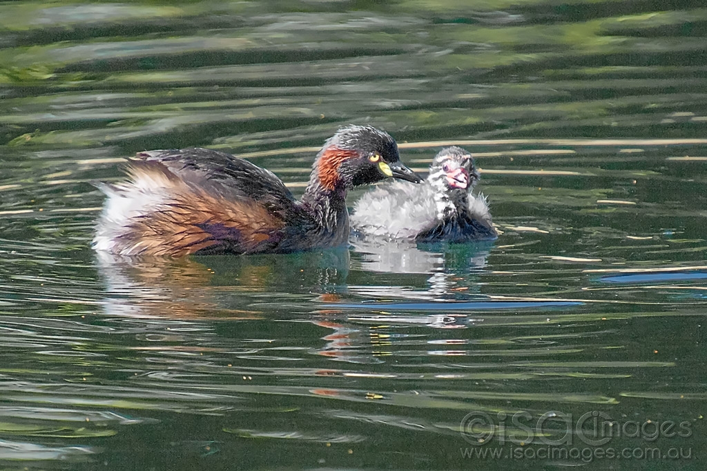 Click image for larger version

Name:	0186-Grebe_with_Baby.jpg
Views:	66
Size:	534.2 KB
ID:	473596