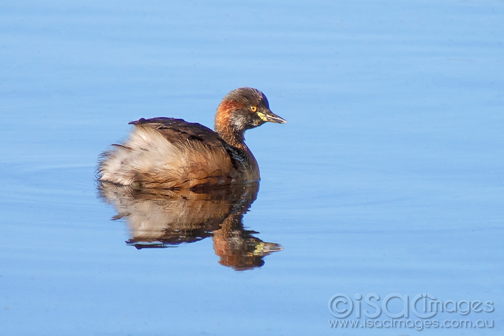 Click image for larger version

Name:	0165-Grebe.jpg
Views:	81
Size:	369.9 KB
ID:	473597