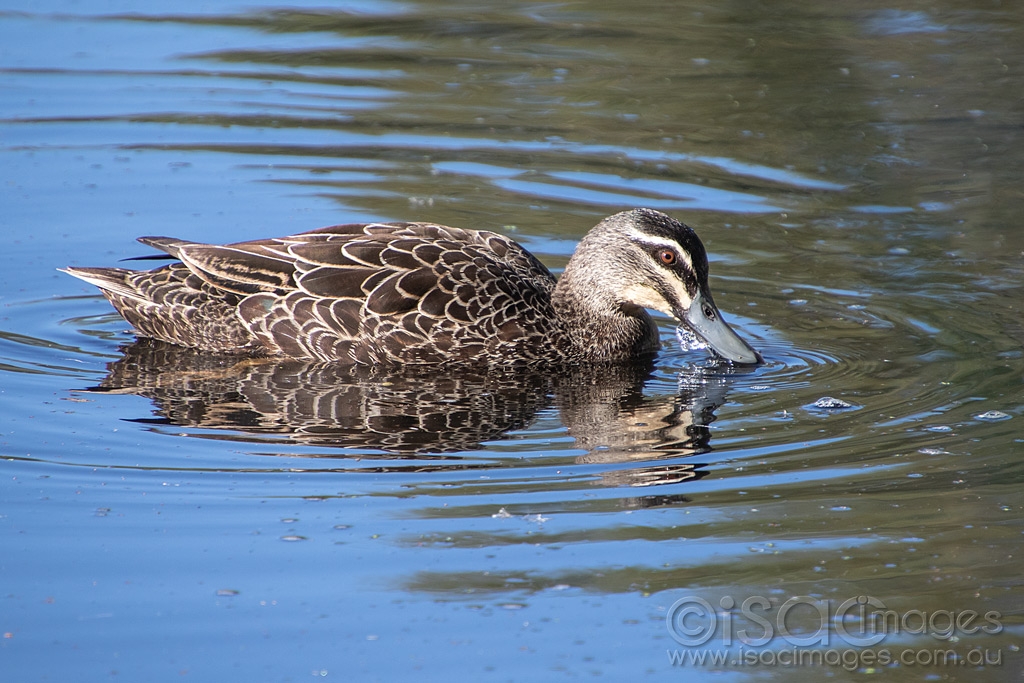 Click image for larger version

Name:	0171-Pacific_Black_Duck.jpg
Views:	80
Size:	468.0 KB
ID:	473599