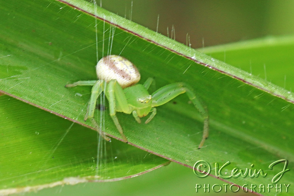 Click image for larger version

Name:	Green Spider.jpg
Views:	67
Size:	410.6 KB
ID:	473625