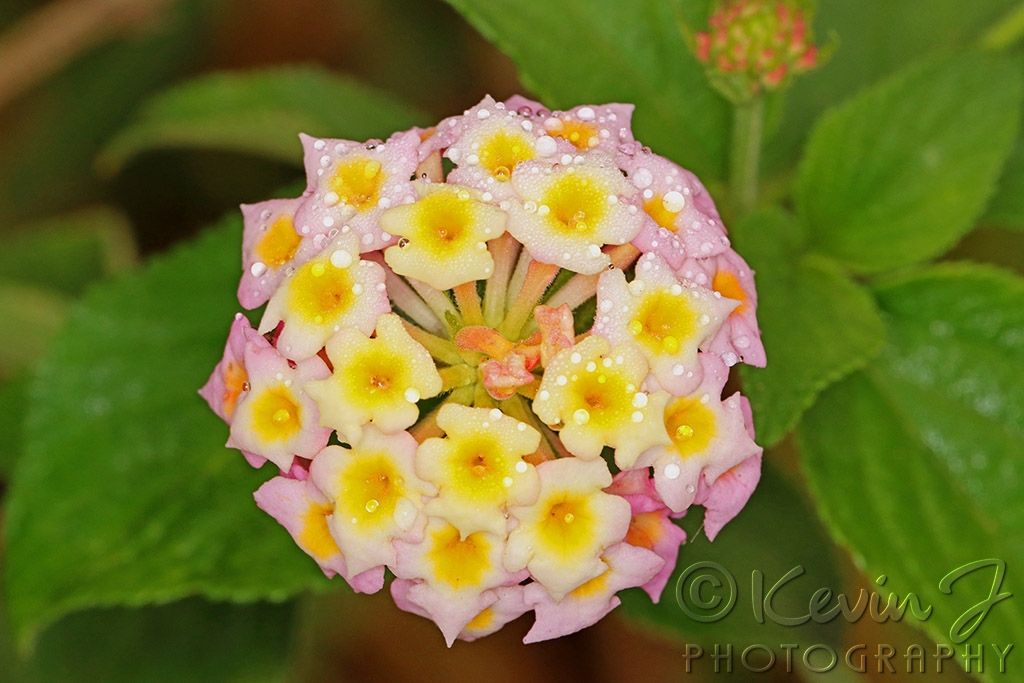 Click image for larger version

Name:	Lantana.jpg
Views:	62
Size:	379.1 KB
ID:	473703