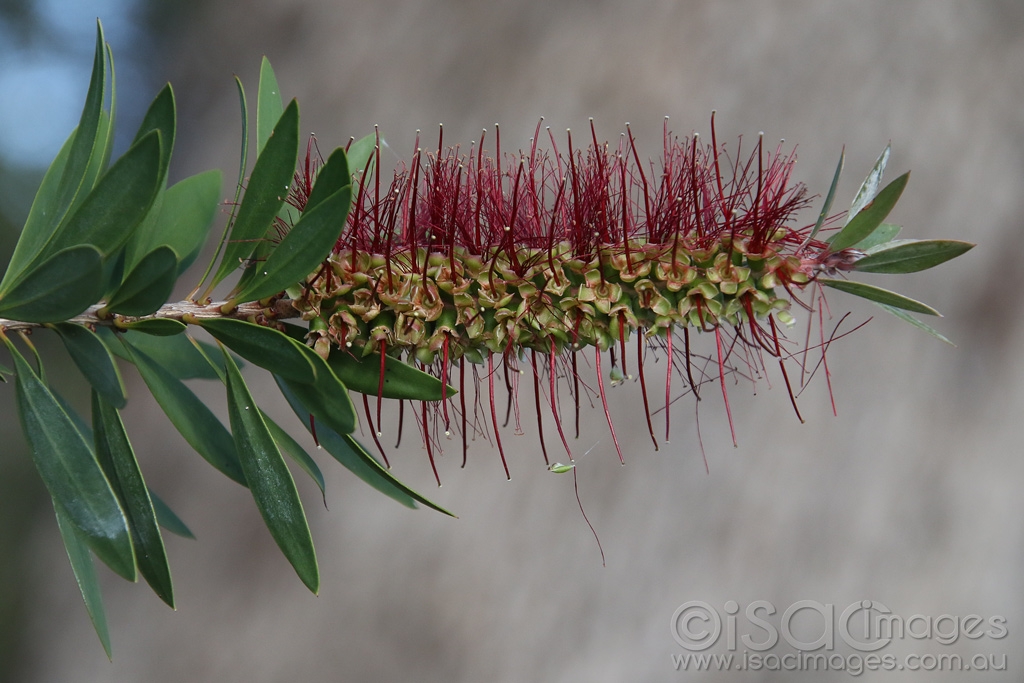 Click image for larger version

Name:	0821-Bottlebrush.jpg
Views:	86
Size:	406.6 KB
ID:	473856