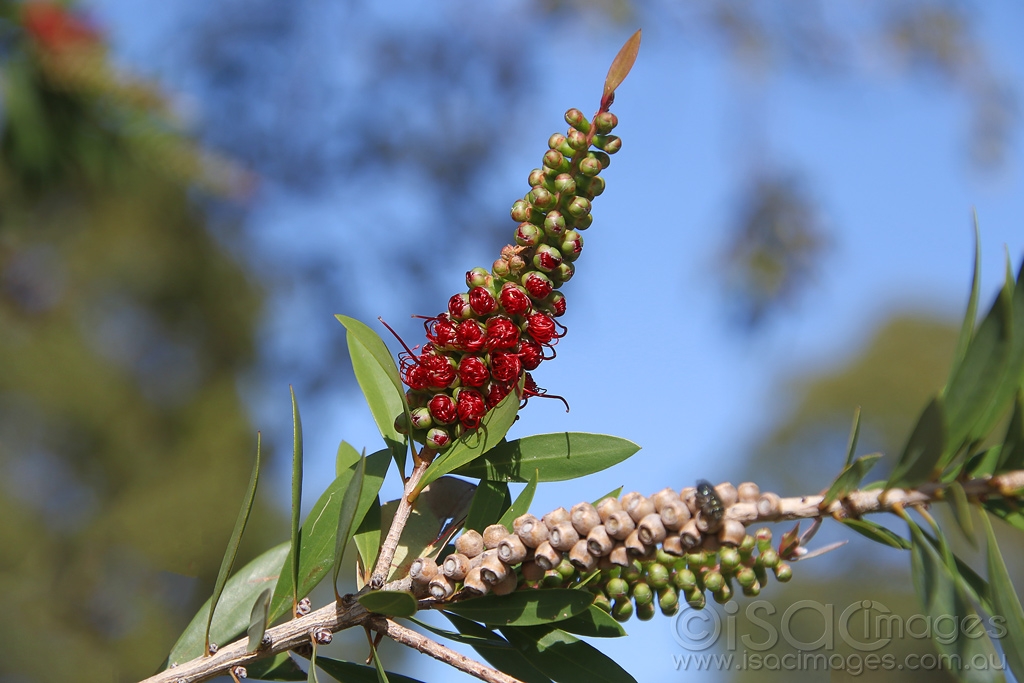 Click image for larger version

Name:	0826-Bottlebrush.jpg
Views:	87
Size:	381.3 KB
ID:	473857