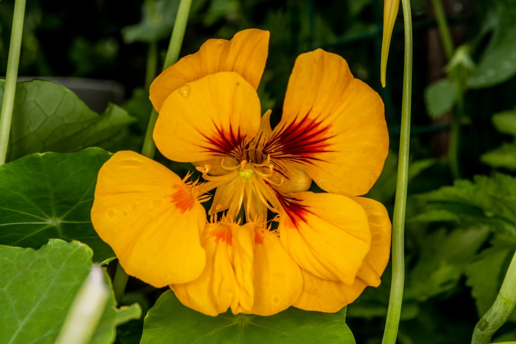 Click image for larger version

Name:	Nasturtium 2.jpg
Views:	28
Size:	346.3 KB
ID:	473882