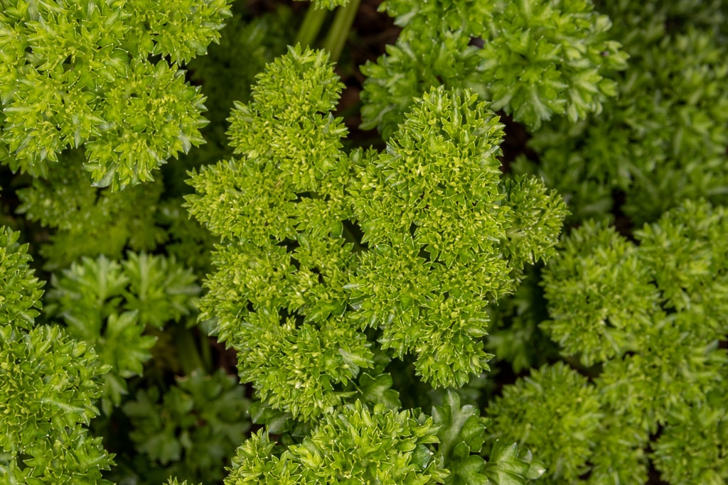 Click image for larger version

Name:	Parsley.jpg
Views:	26
Size:	560.4 KB
ID:	473884