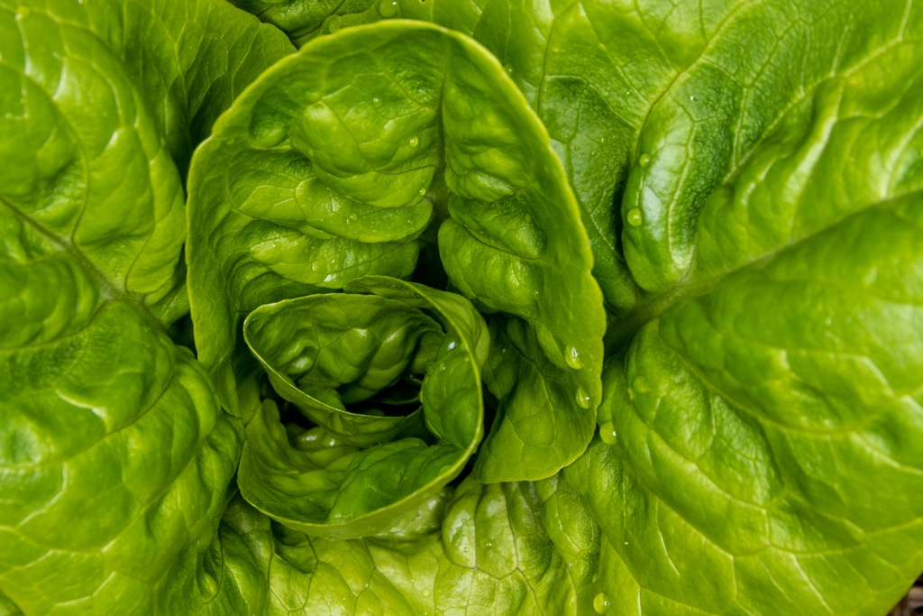 Click image for larger version

Name:	Lettuce.jpg
Views:	26
Size:	436.9 KB
ID:	473885