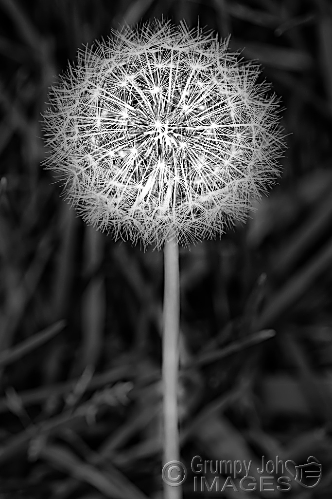 Click image for larger version

Name:	Dandelion.jpg
Views:	42
Size:	382.6 KB
ID:	473923