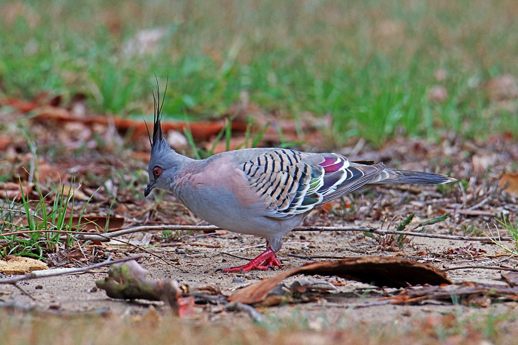 Click image for larger version

Name:	crested pigeon5.jpg
Views:	75
Size:	487.3 KB
ID:	475240