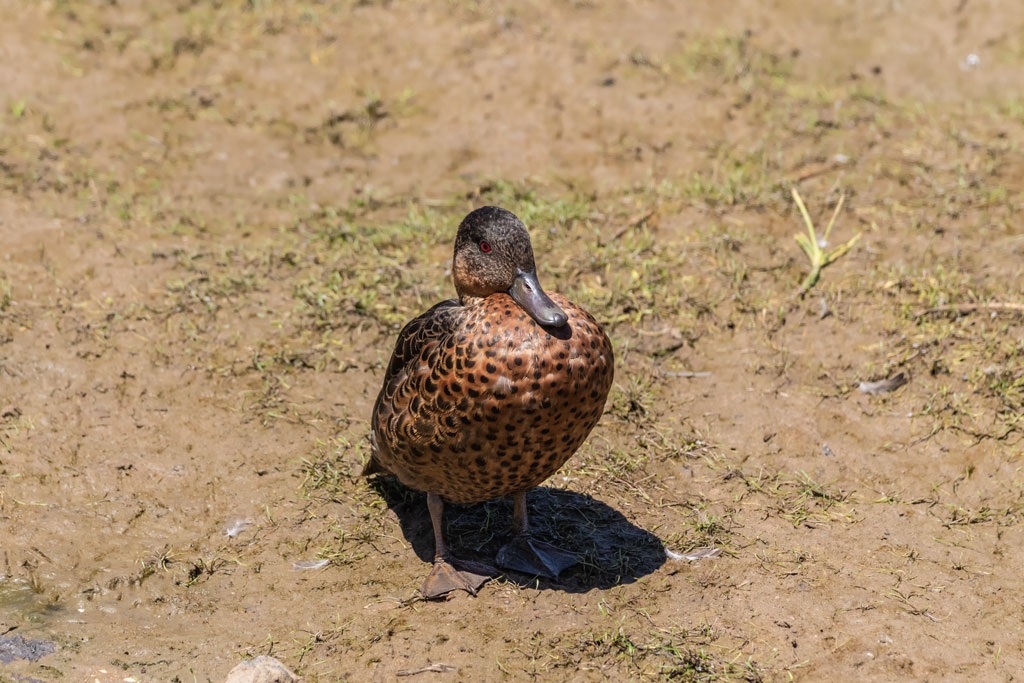 Click image for larger version

Name:	Chestnut Teal (Juvenile).jpg
Views:	143
Size:	469.0 KB
ID:	475409