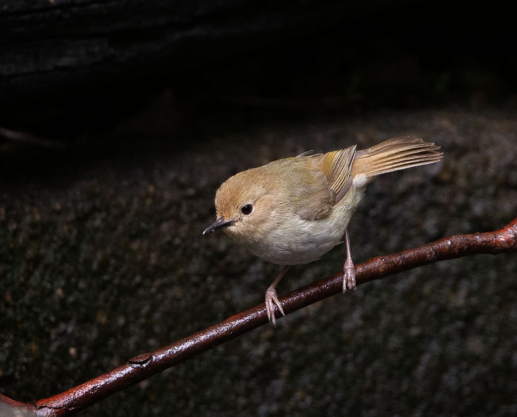 Large-billed Scrubwren