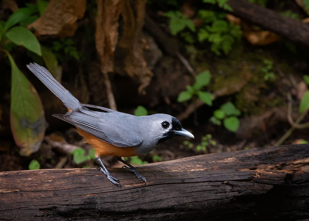 Black-faced Monarch