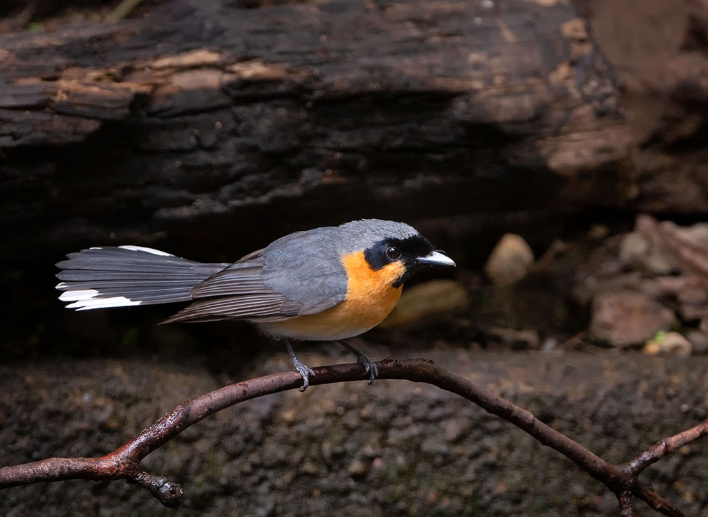 Spectacled monarch