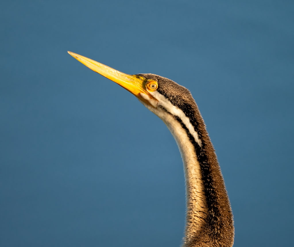 Australasian Darter