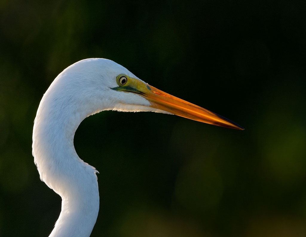 Eastern Great Egret