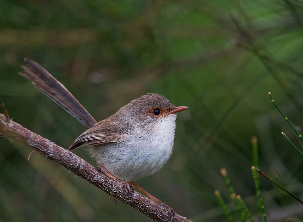 Superb Fairy-wren Female