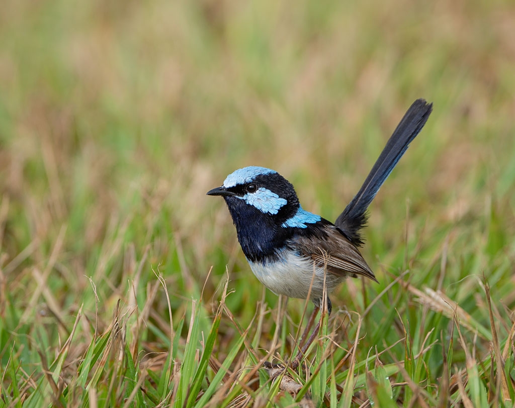 Male Superb Fairy-wren