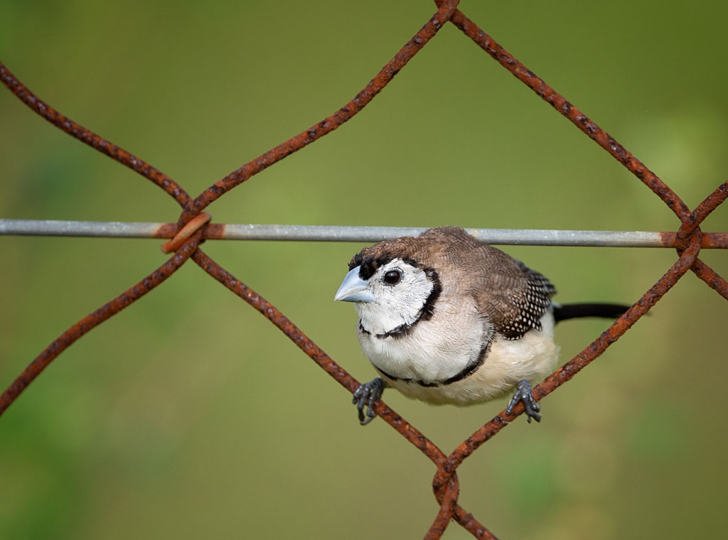 Double-bar Finch