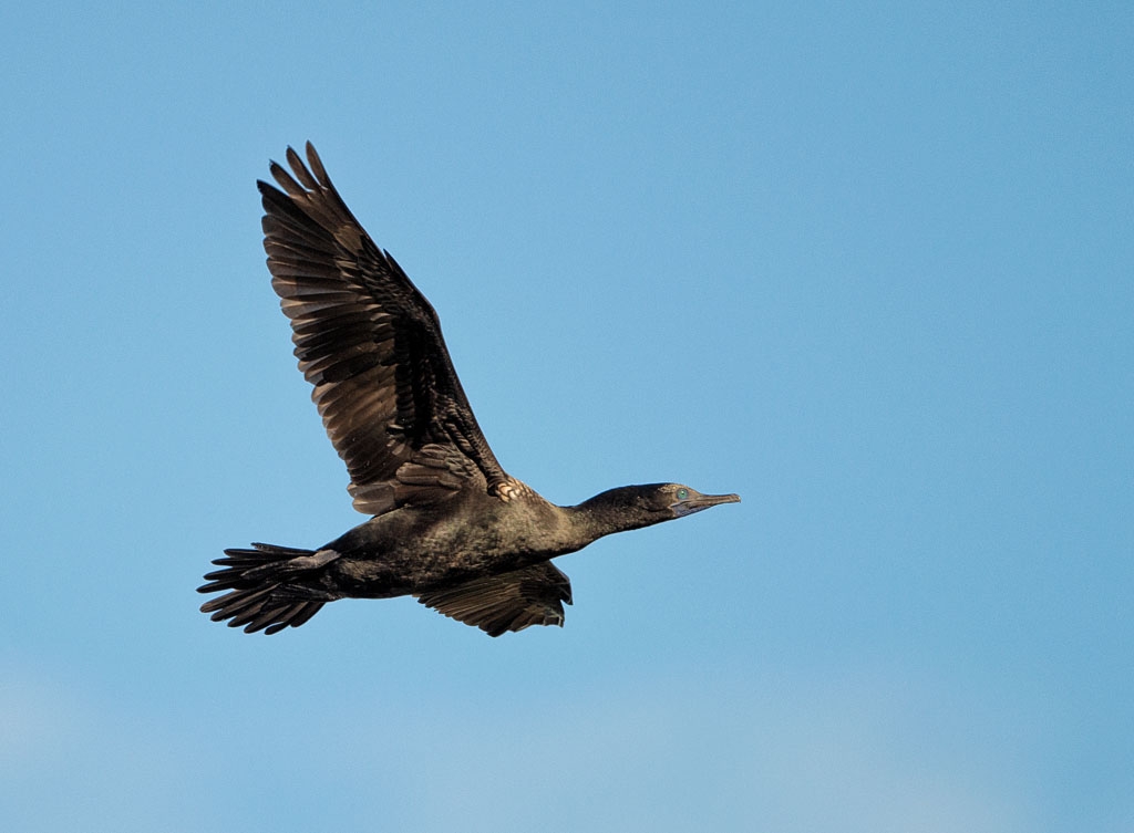 Little Black Cormorant in Flight