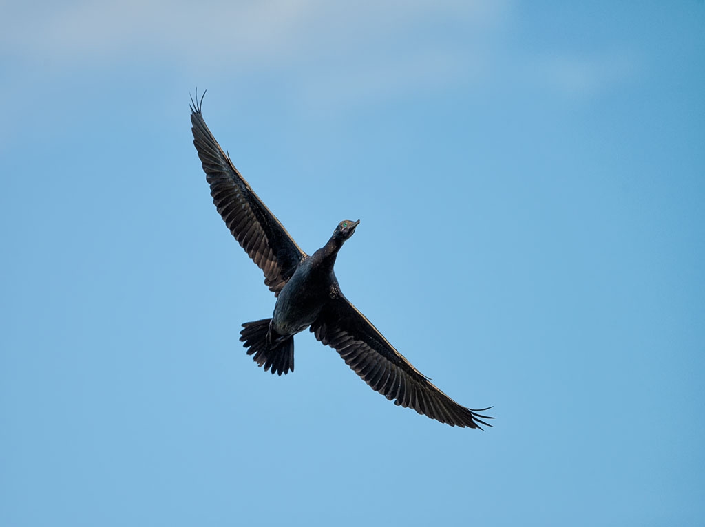 Little Black Cormorant in Flight