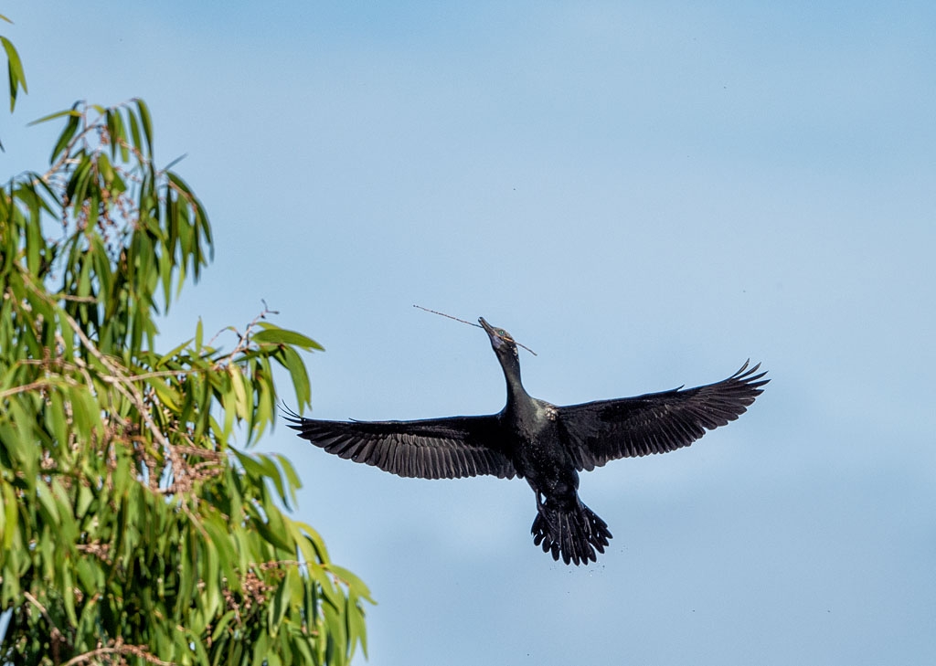 Little Black Cormorant with nest material