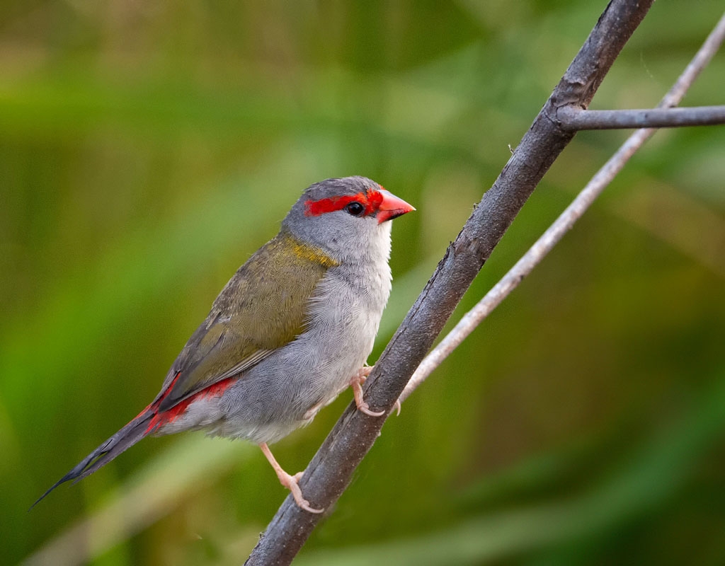 Red-browed Finch