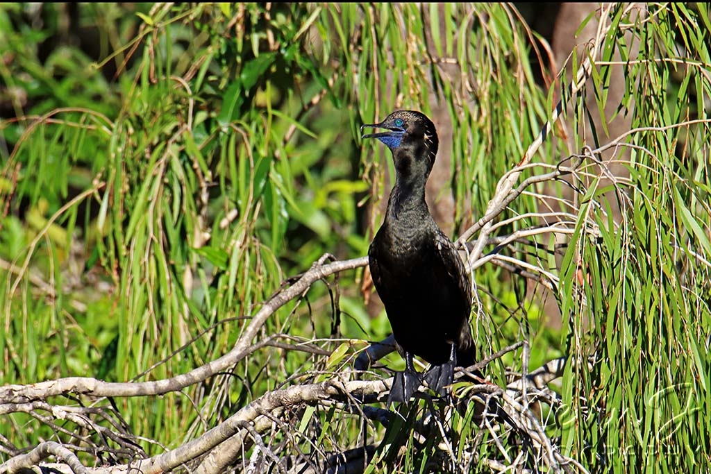 Click image for larger version

Name:	cormorant.jpg
Views:	70
Size:	566.4 KB
ID:	476489