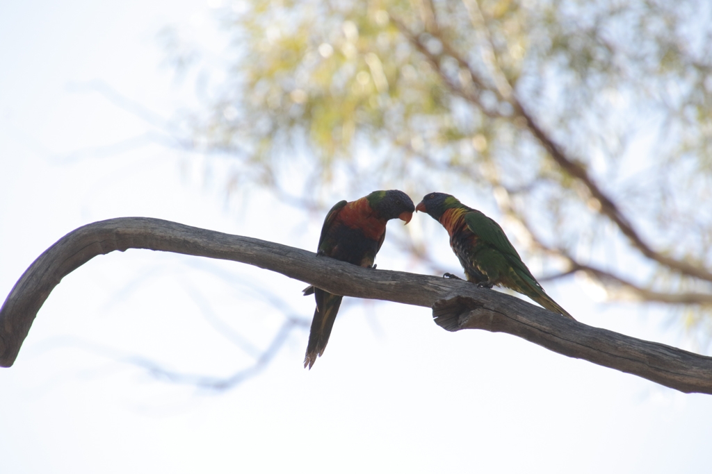 Click image for larger version

Name:	027A5019-Lorikeets-ORIGINAL.jpg
Views:	114
Size:	257.6 KB
ID:	470243