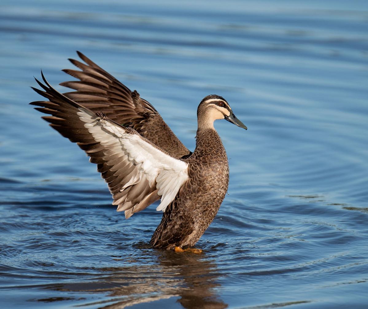 Pacific Black Duck