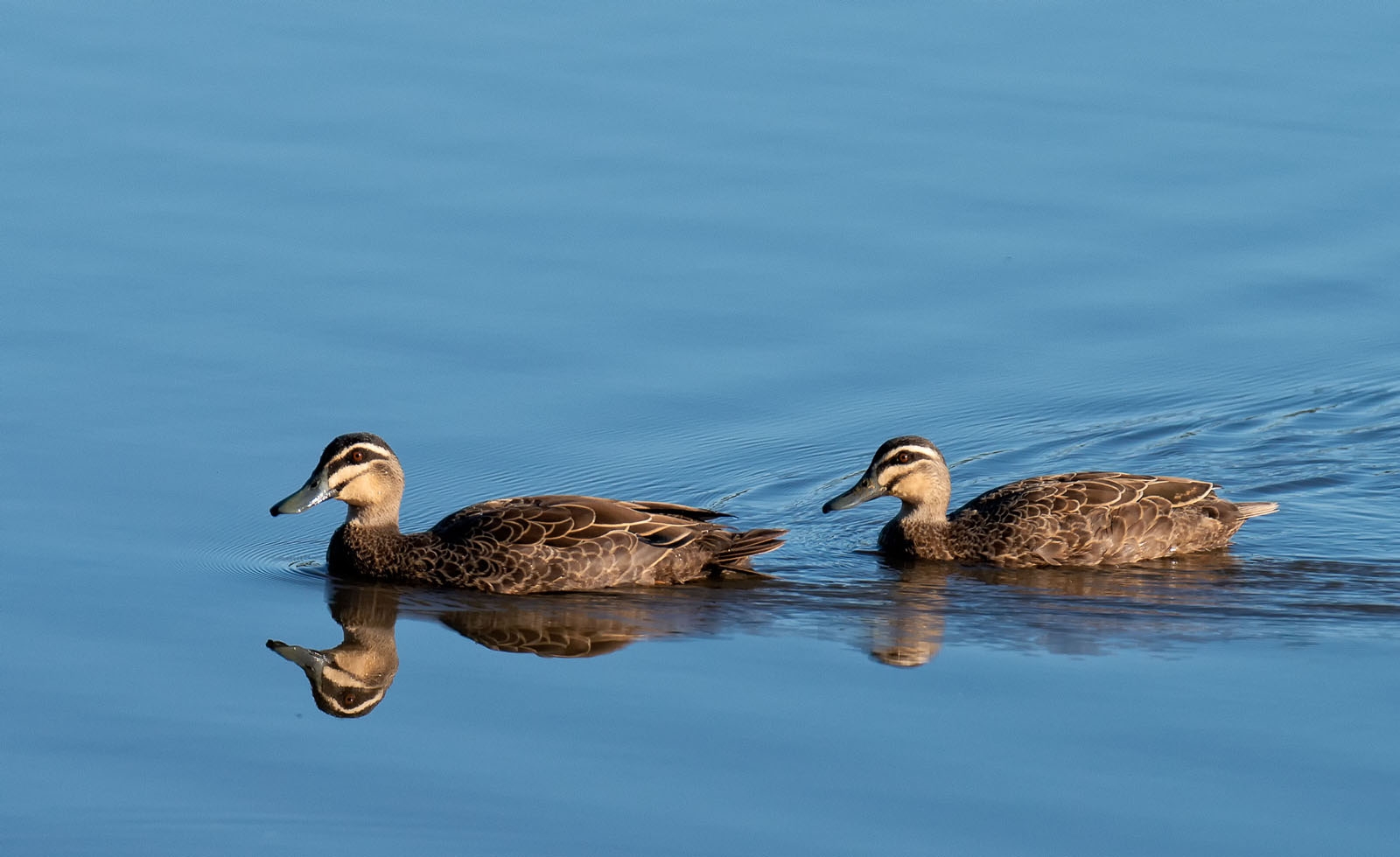 Pacific Black Duck Pair