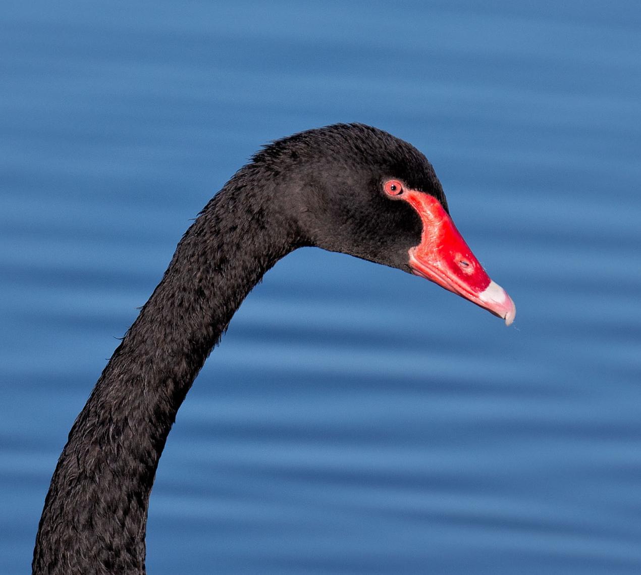 Black Swan Portrait