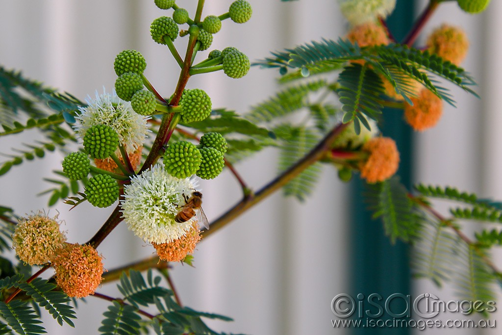 Click image for larger version

Name:	2300-Pom_Pom_Leucaena_leucocephala.jpg
Views:	45
Size:	170.0 KB
ID:	467188