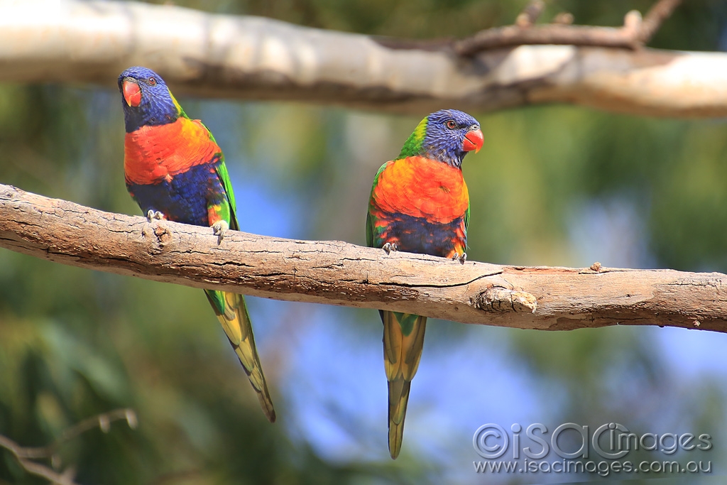 Click image for larger version

Name:	6501-Rainbow_Lorikeets.jpg
Views:	86
Size:	404.0 KB
ID:	476623