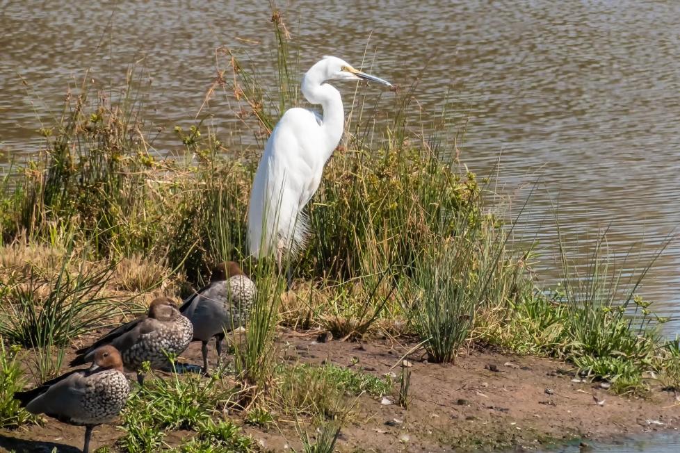 Click image for larger version

Name:	Great White Egret.jpg
Views:	99
Size:	165.2 KB
ID:	476931