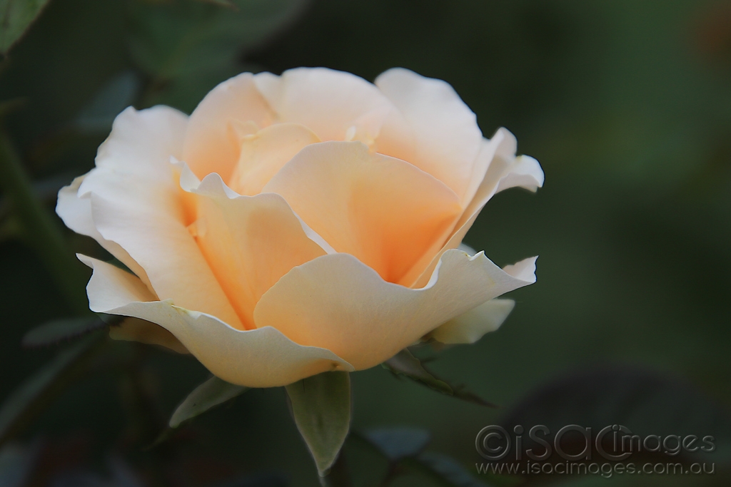 Click image for larger version

Name:	6185-Orange_Rose.jpg
Views:	46
Size:	303.9 KB
ID:	476610