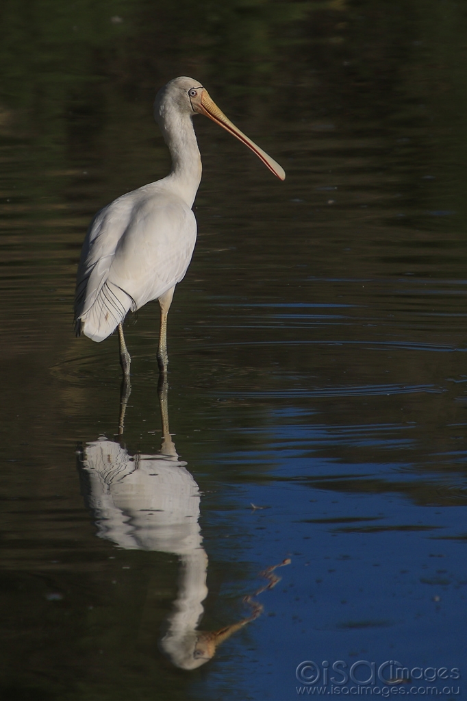 Click image for larger version

Name:	6337-Yellow_Billed_Spoonbill-E.jpg
Views:	64
Size:	340.2 KB
ID:	476670