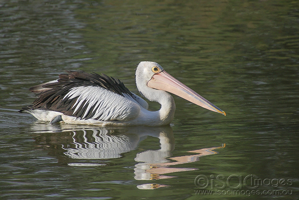 Click image for larger version

Name:	6681-Pelican.jpg
Views:	90
Size:	513.2 KB
ID:	476631