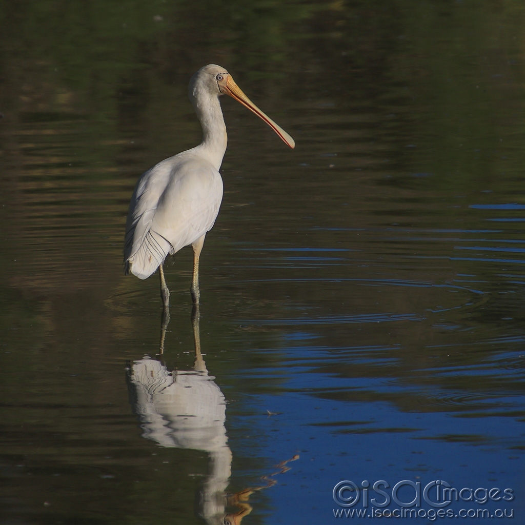 Click image for larger version

Name:	6337-Yellow_Billed_Spoonbill.jpg
Views:	90
Size:	473.2 KB
ID:	476632