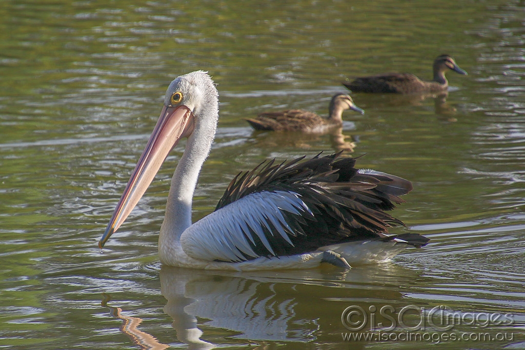 Click image for larger version

Name:	6676-Pelican.jpg
Views:	81
Size:	491.9 KB
ID:	476633