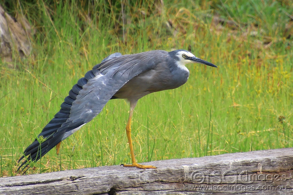 Click image for larger version  Name:	6574-White_Faced_Heron_3.jpg Views:	0 Size:	533.9 KB ID:	476581