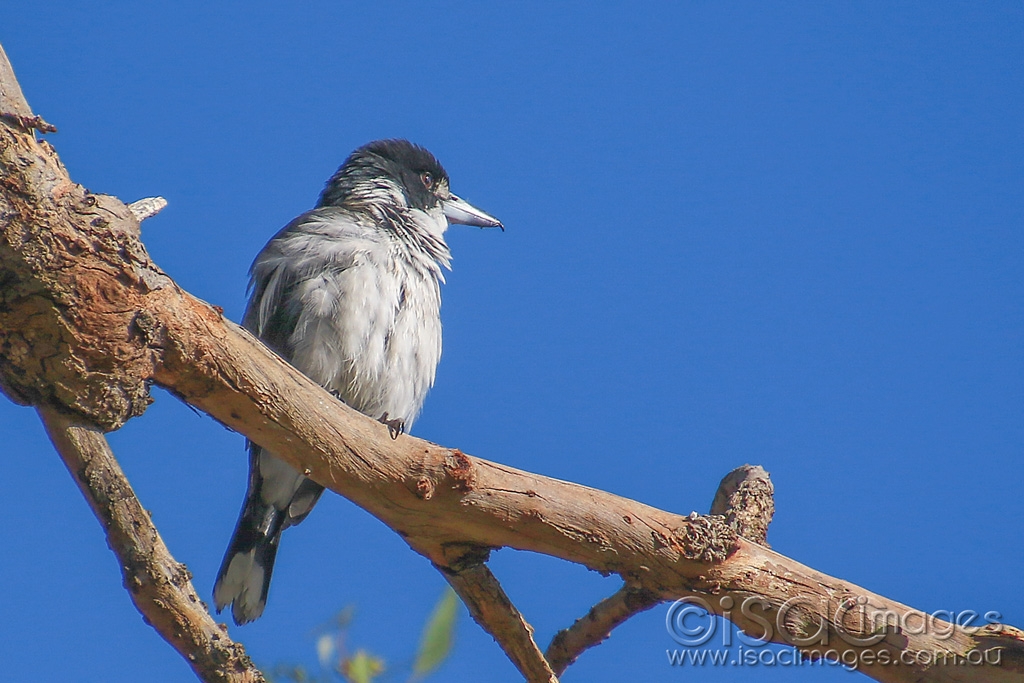 Click image for larger version

Name:	6393-Butcher_Bird.jpg
Views:	72
Size:	427.1 KB
ID:	476625