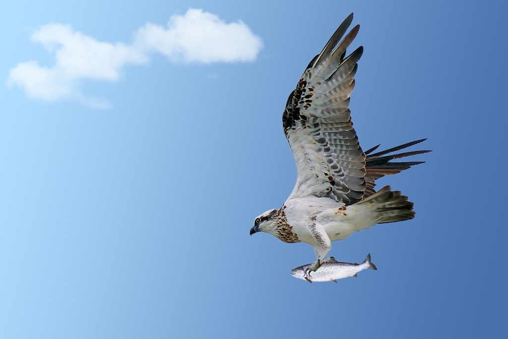 Click image for larger version

Name:	Osprey.jpg
Views:	88
Size:	183.4 KB
ID:	476411