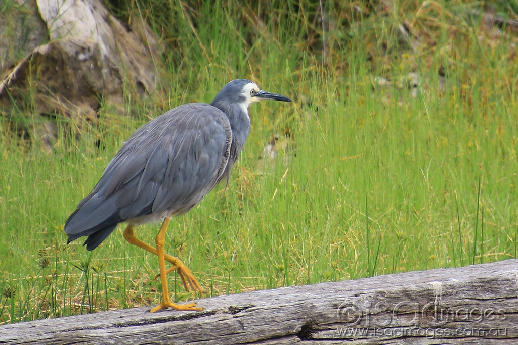 Click image for larger version  Name:	6569-White_Faced_Heron_1.jpg Views:	0 Size:	565.0 KB ID:	476580