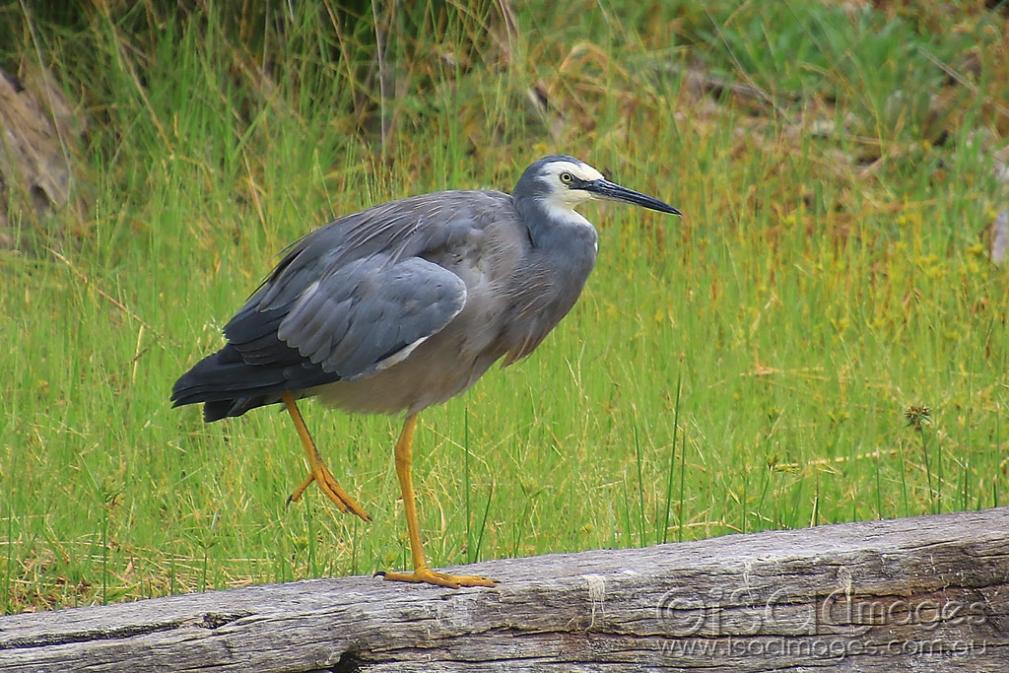 Click image for larger version  Name:	6571-White_Faced_Heron_2.jpg Views:	0 Size:	131.9 KB ID:	476582