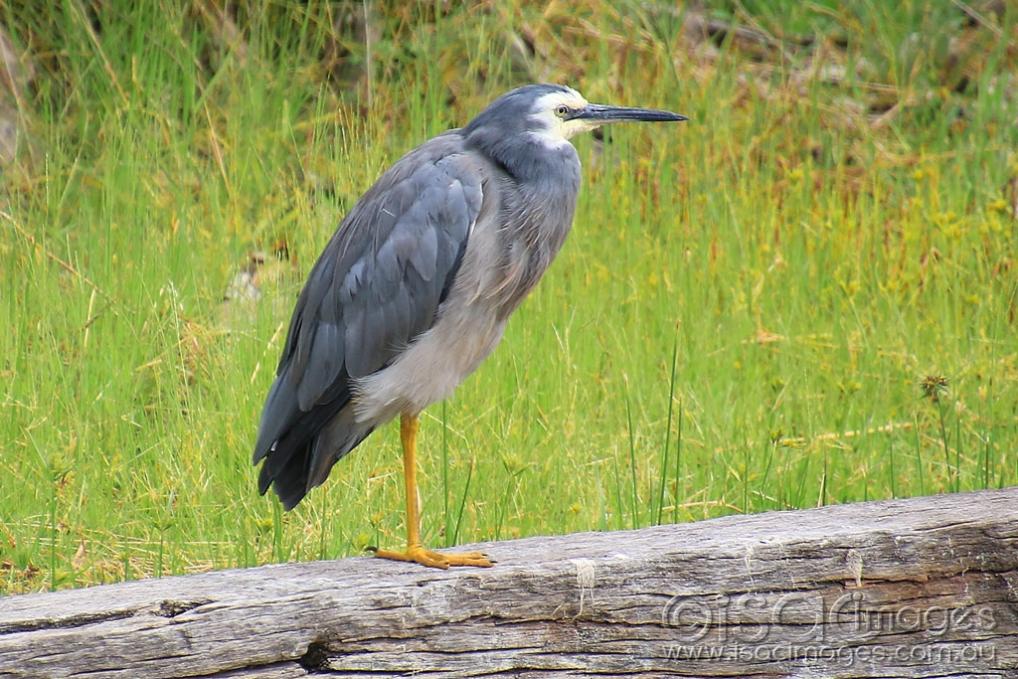 Click image for larger version  Name:	6585-White_Faced_Heron_5.jpg Views:	0 Size:	133.0 KB ID:	476583