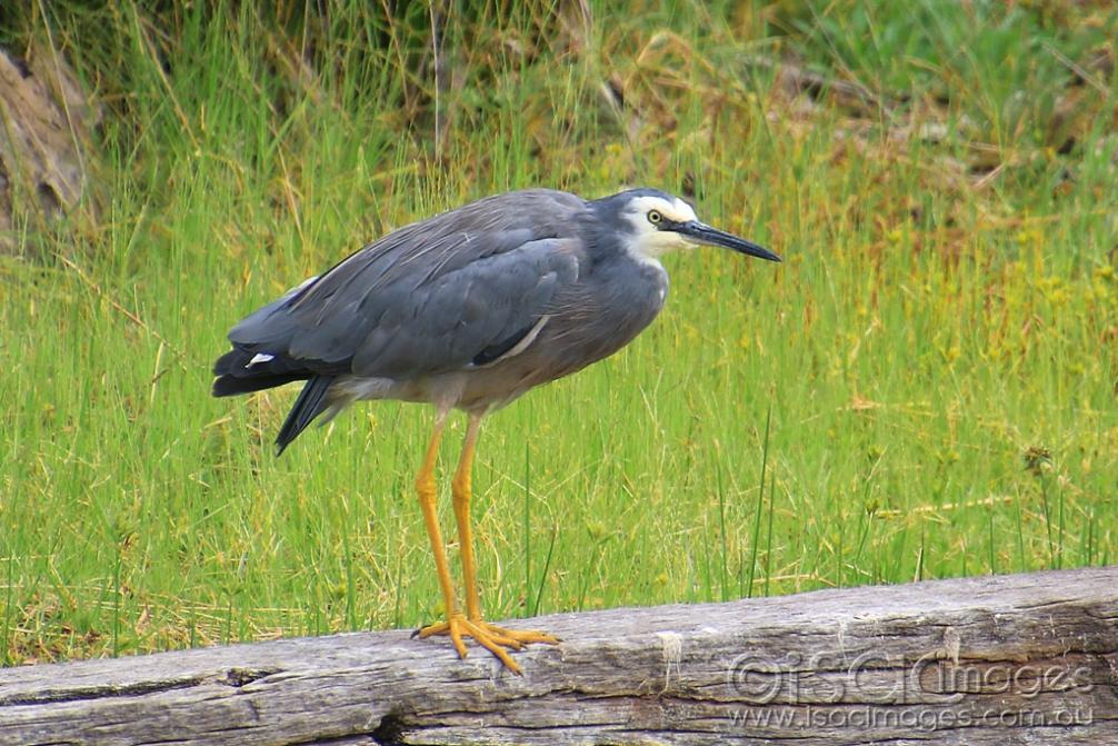 Click image for larger version  Name:	6578-White_Faced_Heron_4.jpg Views:	0 Size:	132.8 KB ID:	476584