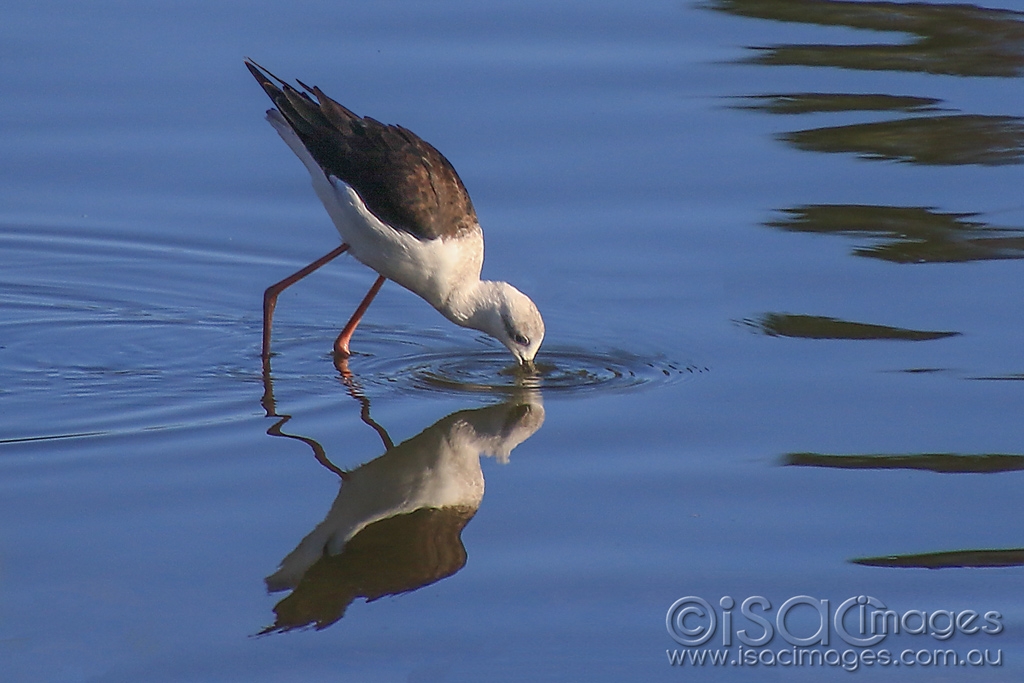 Click image for larger version

Name:	6755-Stilt_Reflection_Kiss.jpg
Views:	86
Size:	371.9 KB
ID:	477155