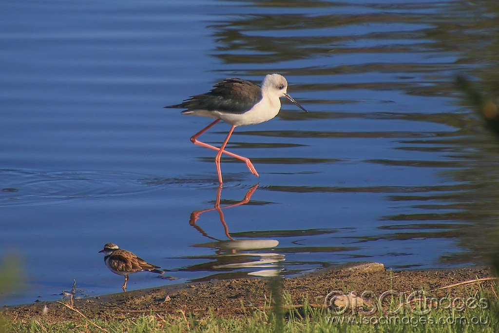 Click image for larger version

Name:	6761-Stilt_&amp;_Dotterel.jpg
Views:	88
Size:	447.8 KB
ID:	477156